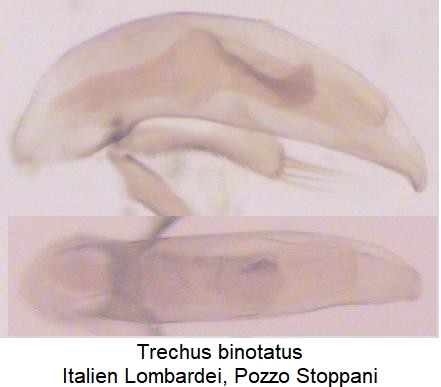 trechus_binotatus_como.jpg