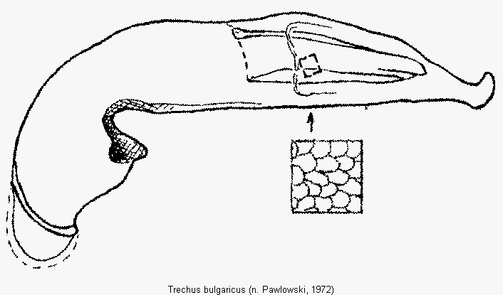 trechus_bulgaricus.gif