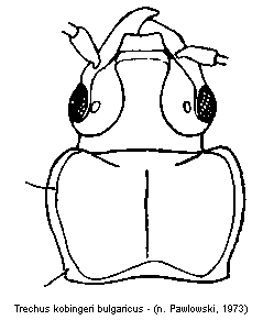 trechus_bulgaricus_vk.gif