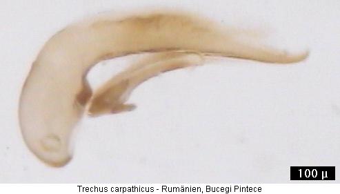 trechus_carpathicus.jpg