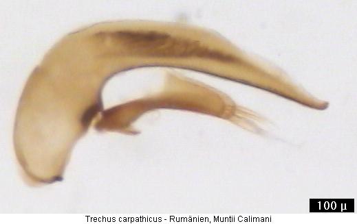 trechus_carpathicus2.jpg