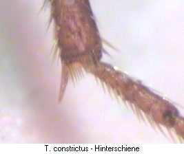 trechus_constrictus_htr.jpg