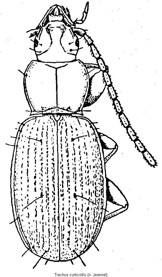 trechus_curticollis_hab.gif