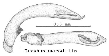 trechus_curvatilis.jpg
