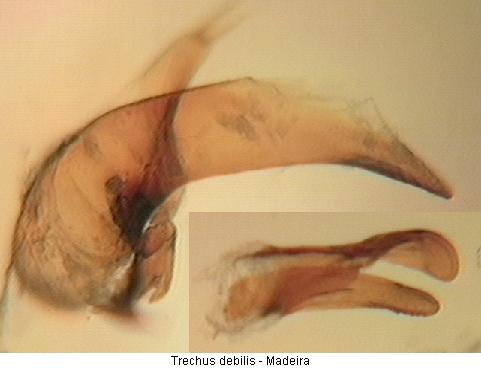 trechus_debilis.jpg