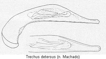 trechus_detersus.jpg