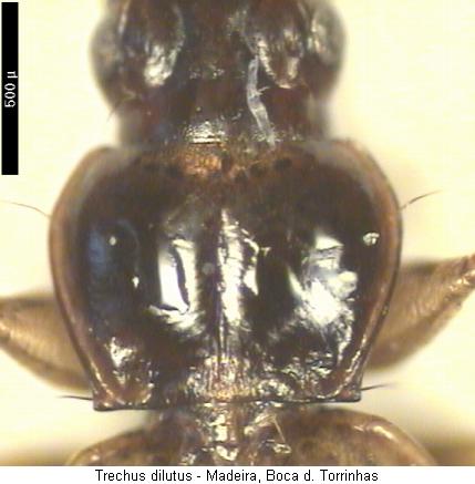 trechus_dilutus_hsch.jpg