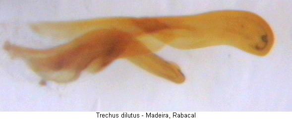 trechus_dilutus_pc.jpg
