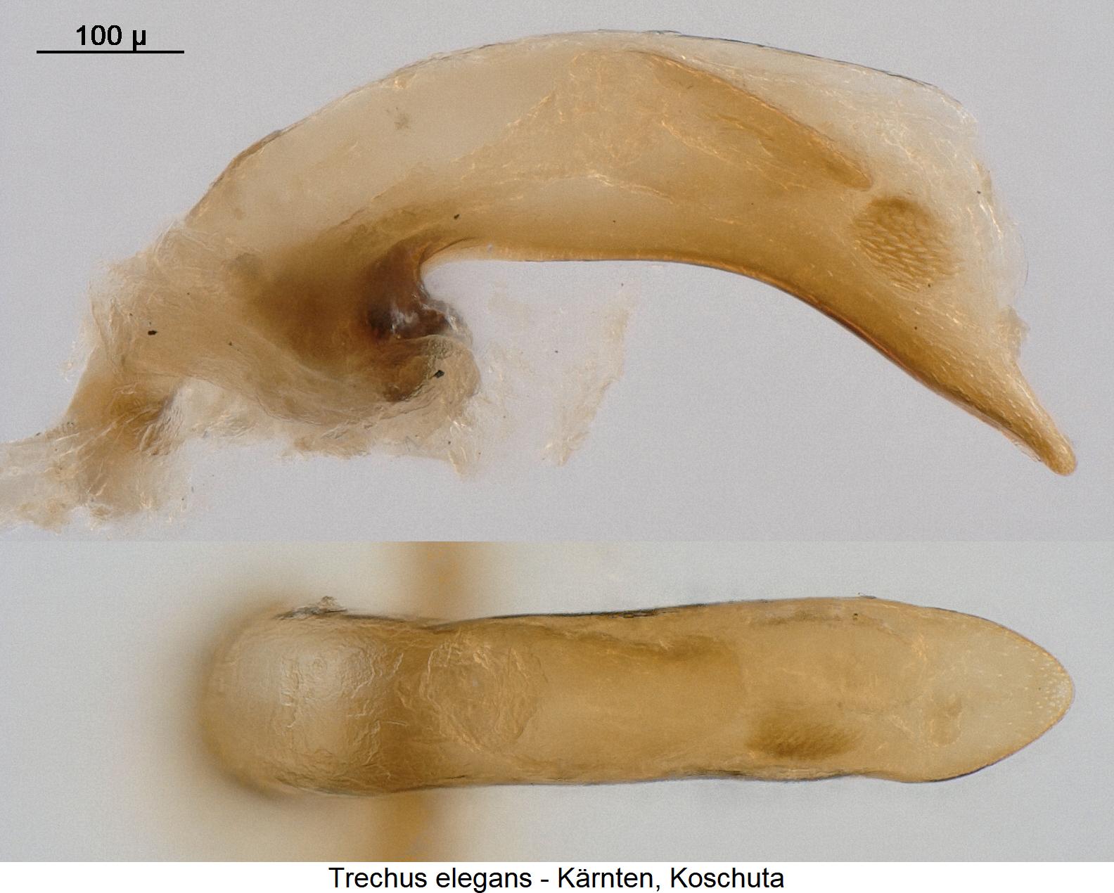trechus_elegans.jpg