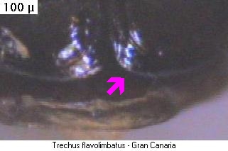 trechus_flavolimbatus_fld.jpg