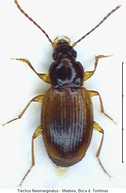 trechus_flavomarginatus_hab.jpg