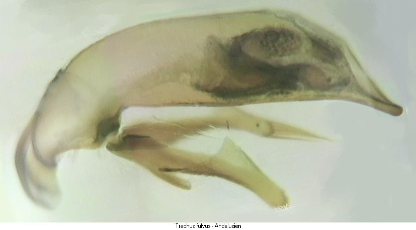trechus_fulvus.jpg