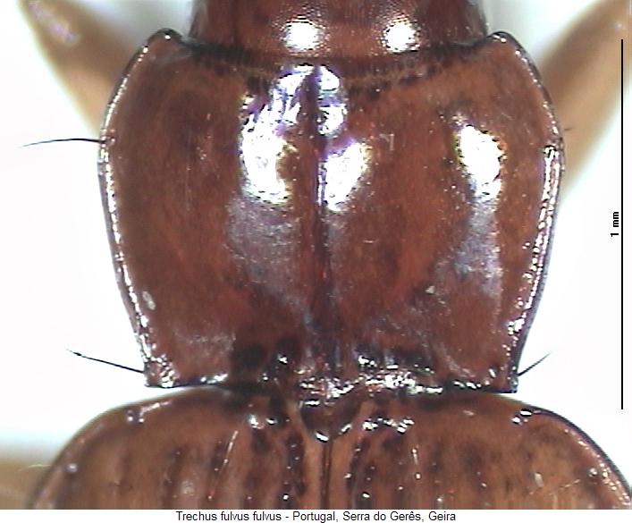 trechus_fulvus_hsch.jpg