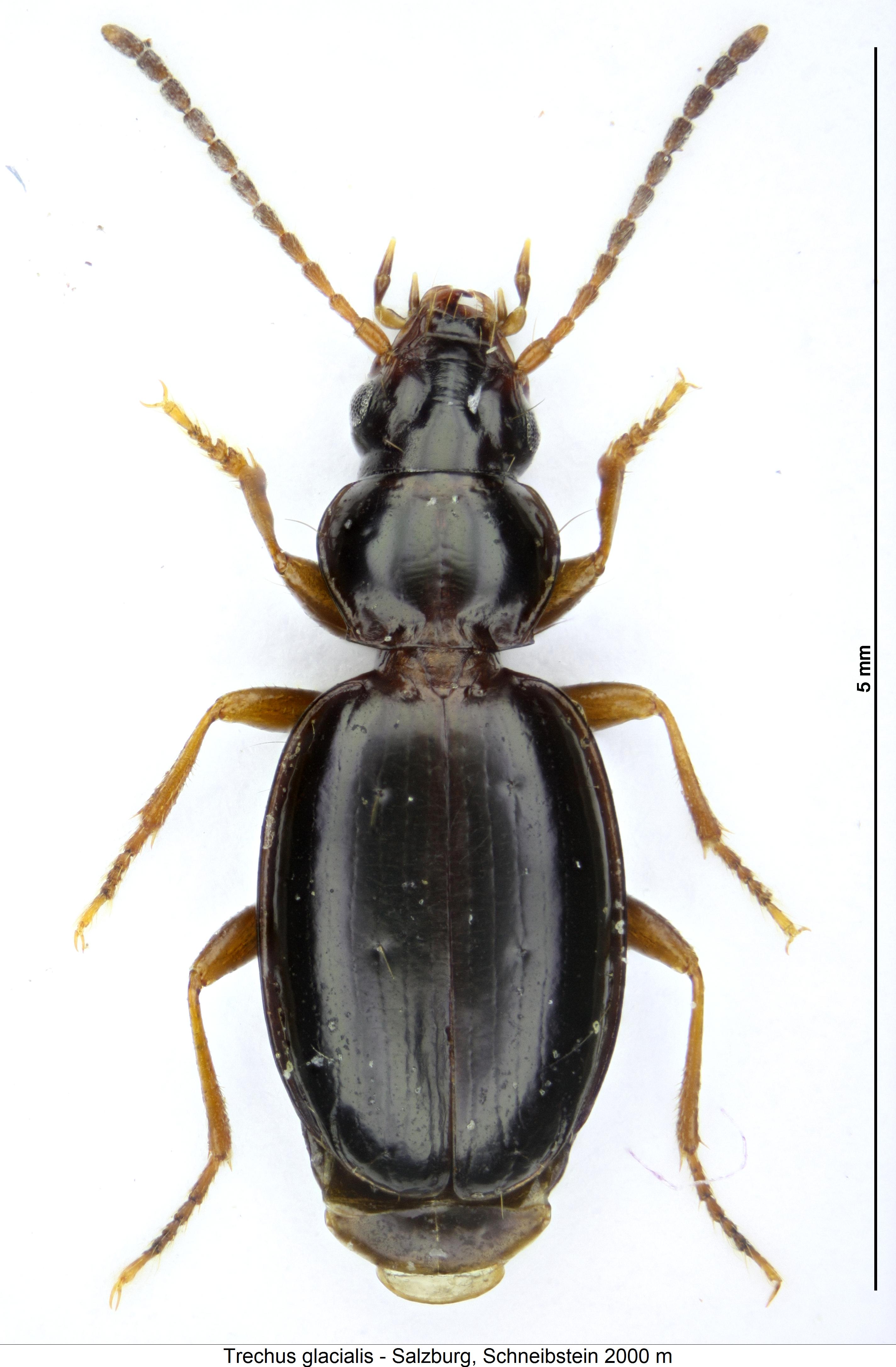 trechus_glacialis_hab.jpg