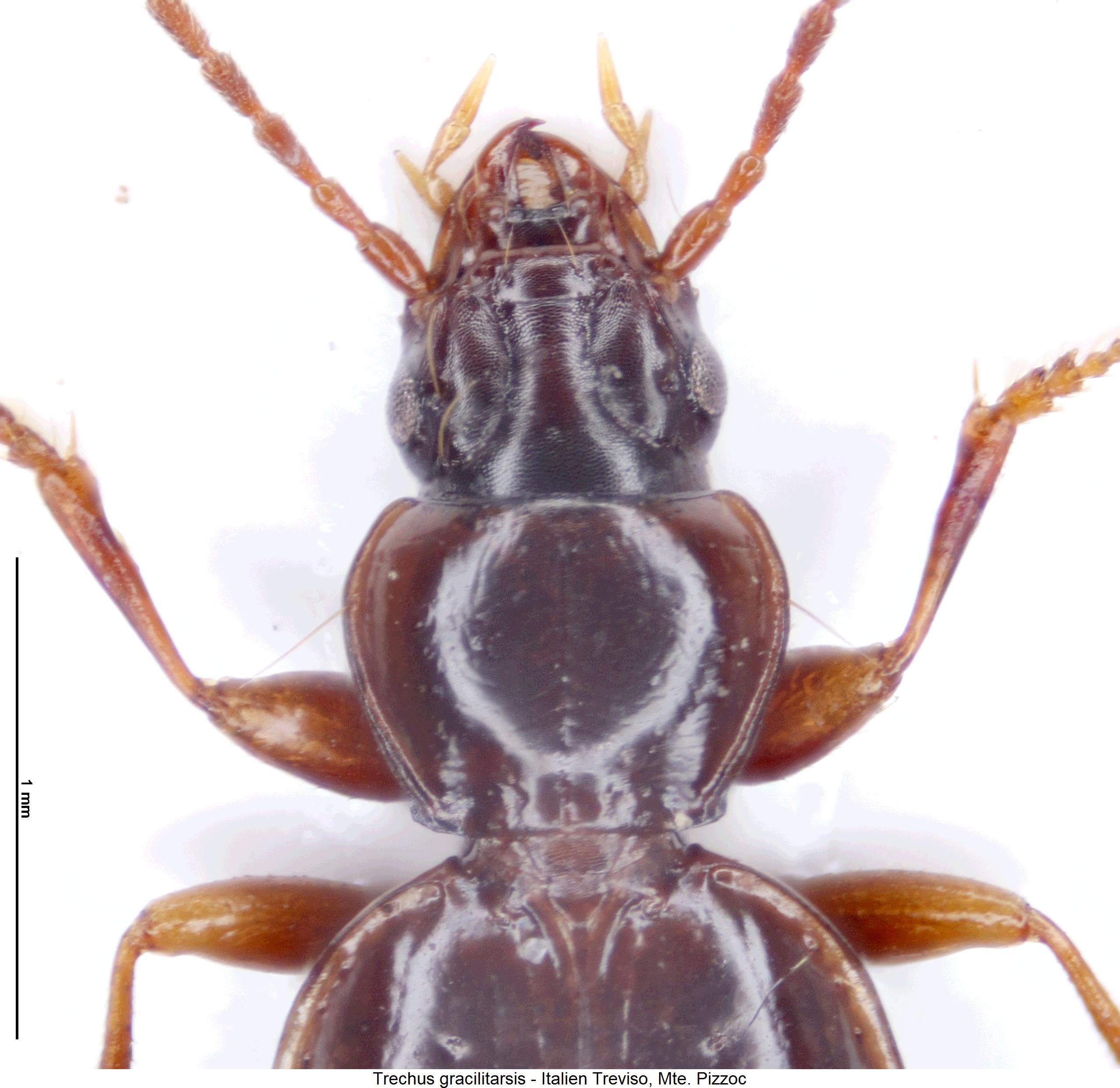 trechus_gracilitarsis_vk.jpg