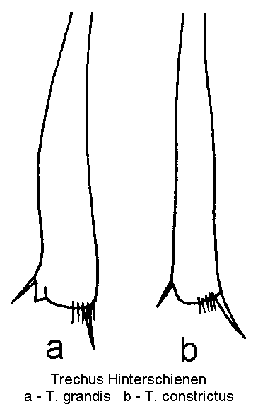trechus_hinterschienen.gif