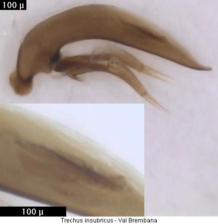 trechus_insubricus.jpg