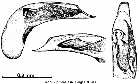 trechus_jorgensis.gif