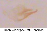 trechus_laevipes_pc.jpg