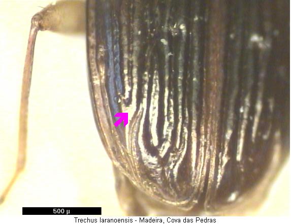 trechus_laranoensis_fld.jpg