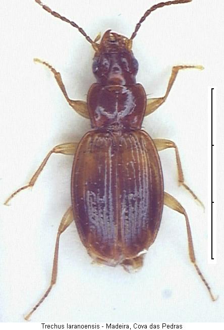 trechus_laranoensis_hab.jpg