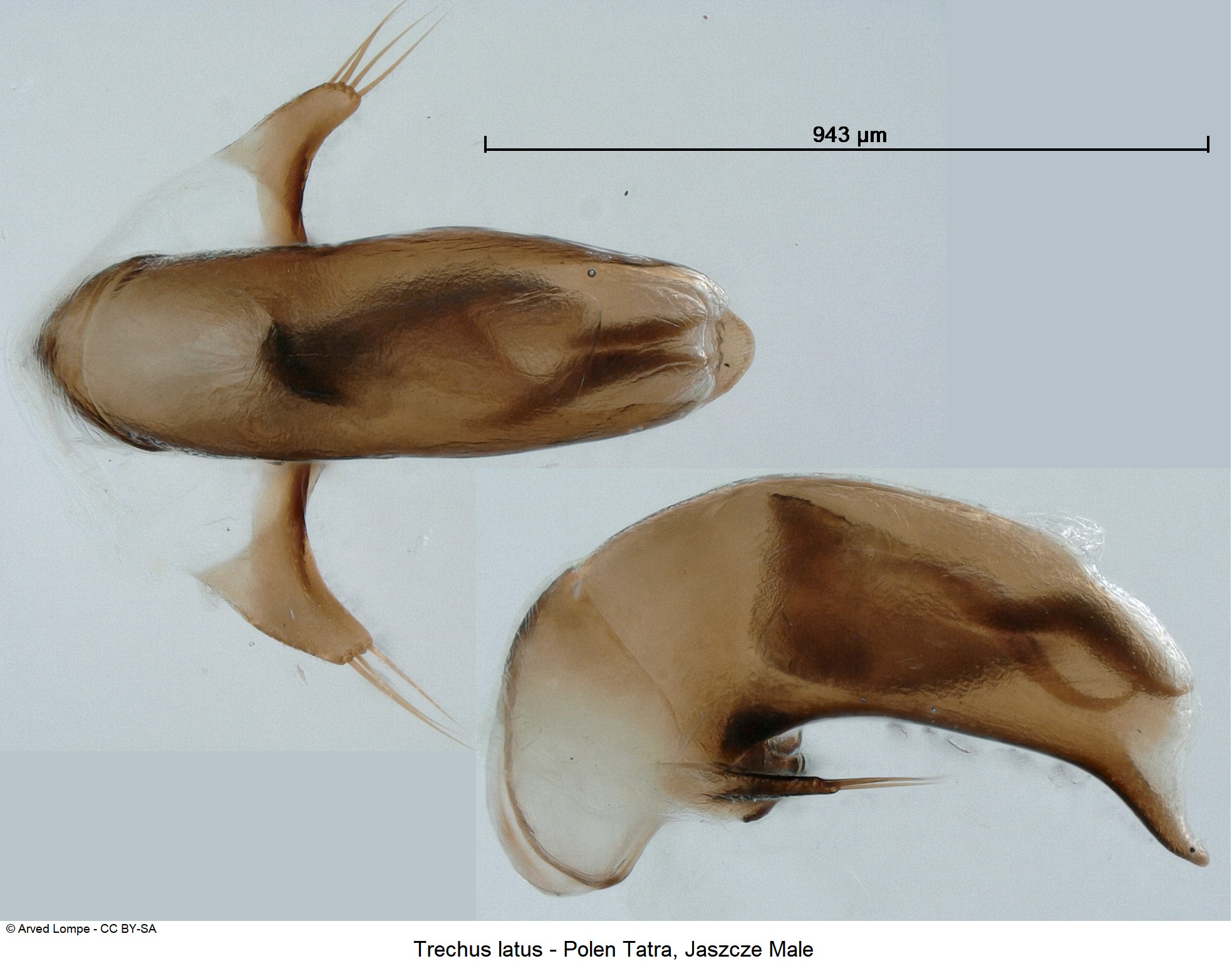 trechus_latus_ck35630265.jpg