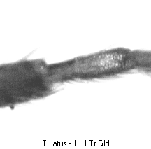 trechus_latus_tr.gif
