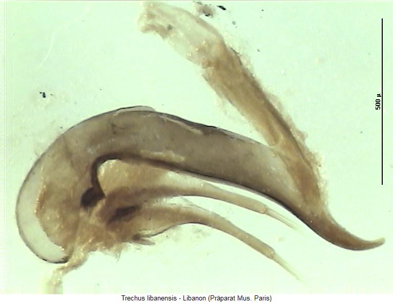 trechus_libanensis.jpg