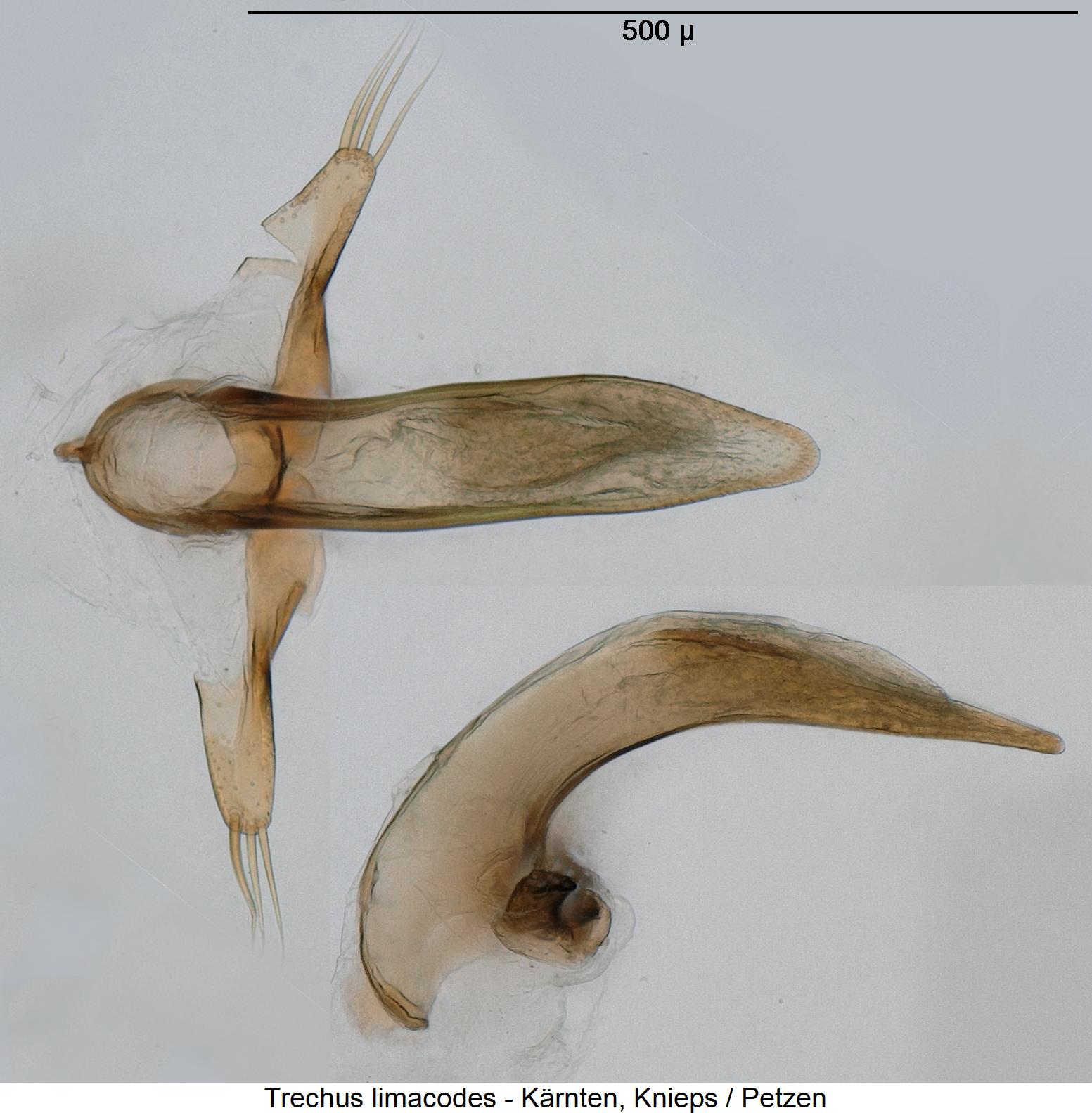trechus_limacodes1.jpg