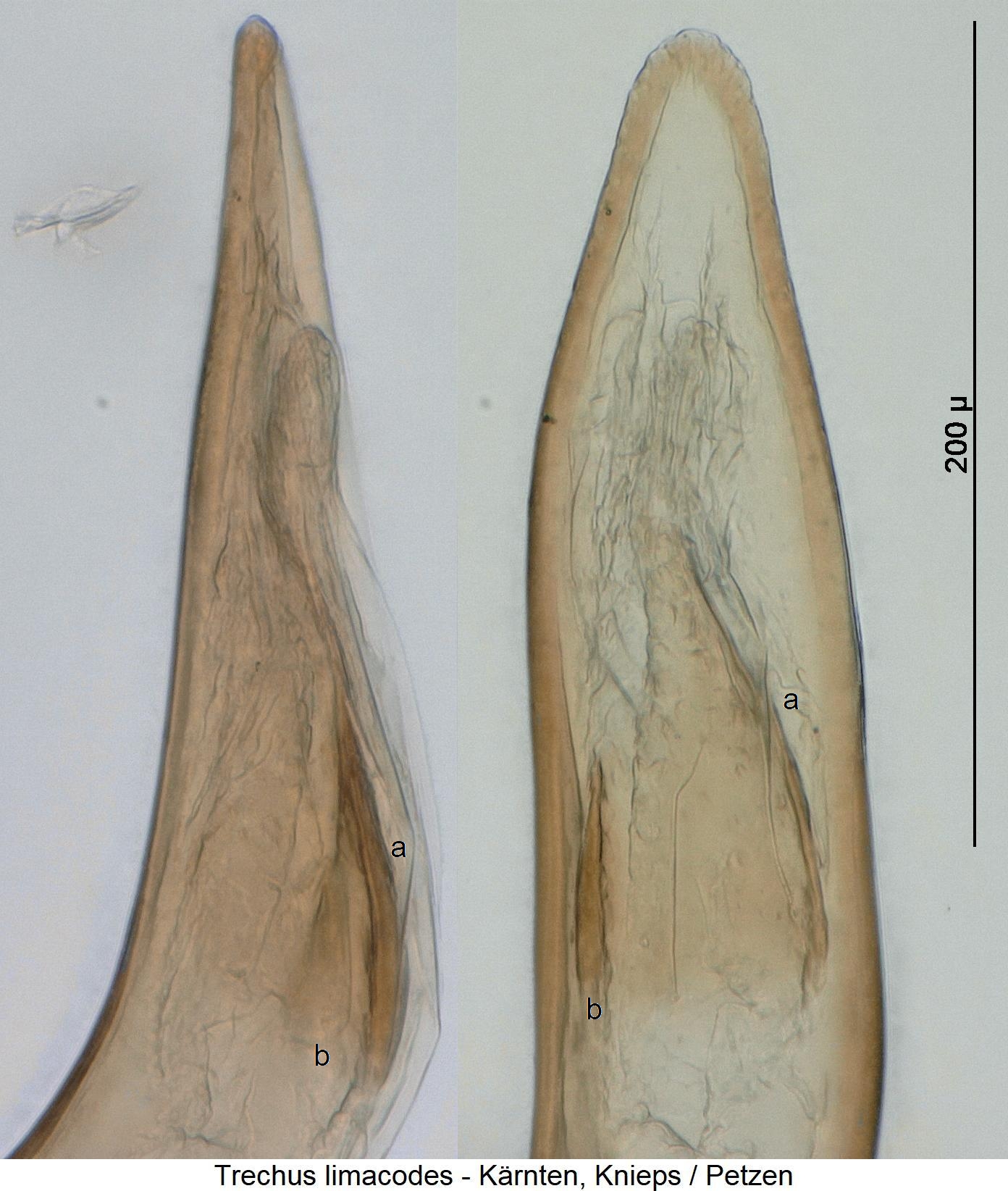 trechus_limacodes2.jpg