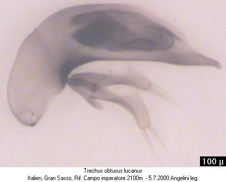 trechus_lucanus.jpg