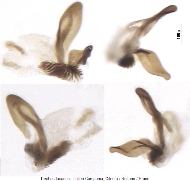 trechus_lucanus_pc.jpg