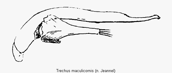 trechus_maculicornis.gif