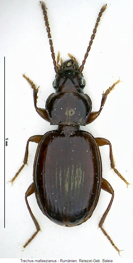 trechus_mallaszianus_hab.jpg