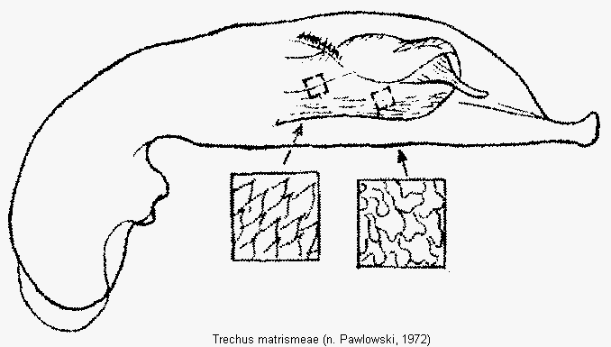 trechus_matrismeae.gif