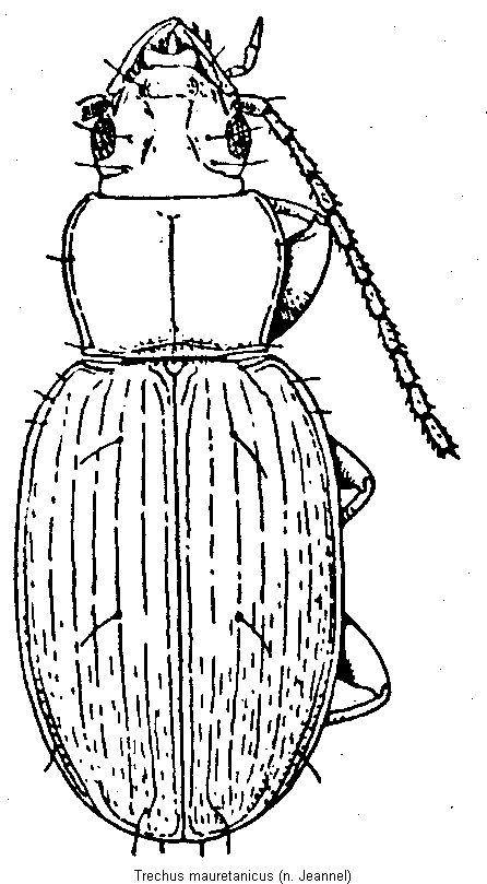 trechus_mauretanicus_hab.gif