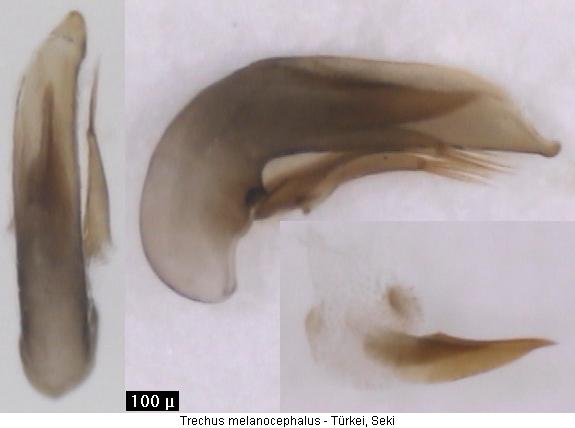 trechus_melanocephalus2.jpg