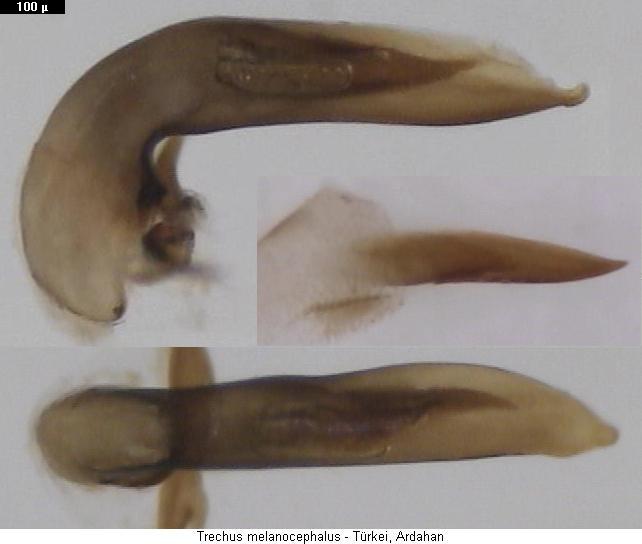 trechus_melanocephalus3.jpg