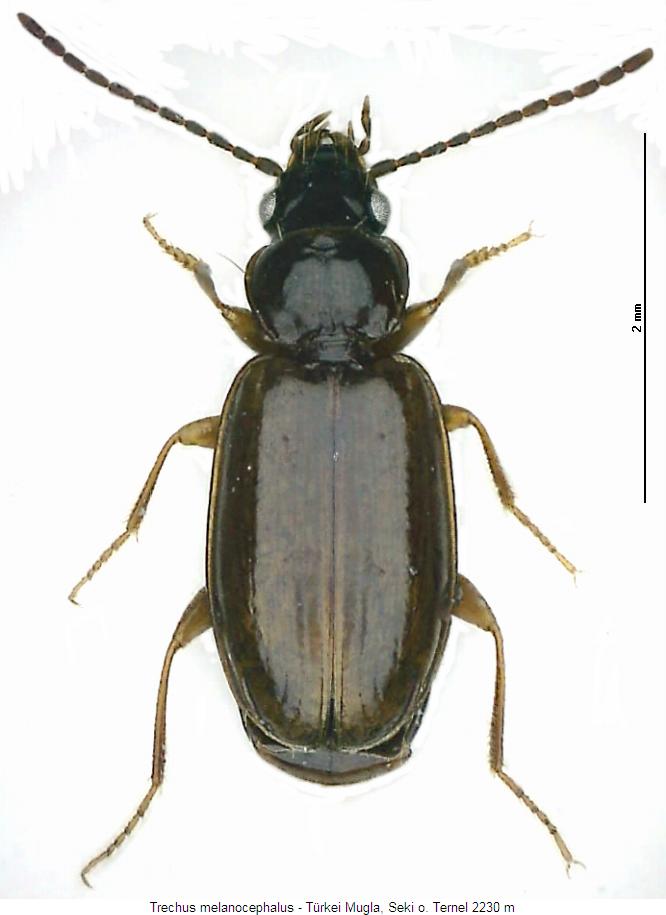 trechus_melanocephalus_hab.jpg