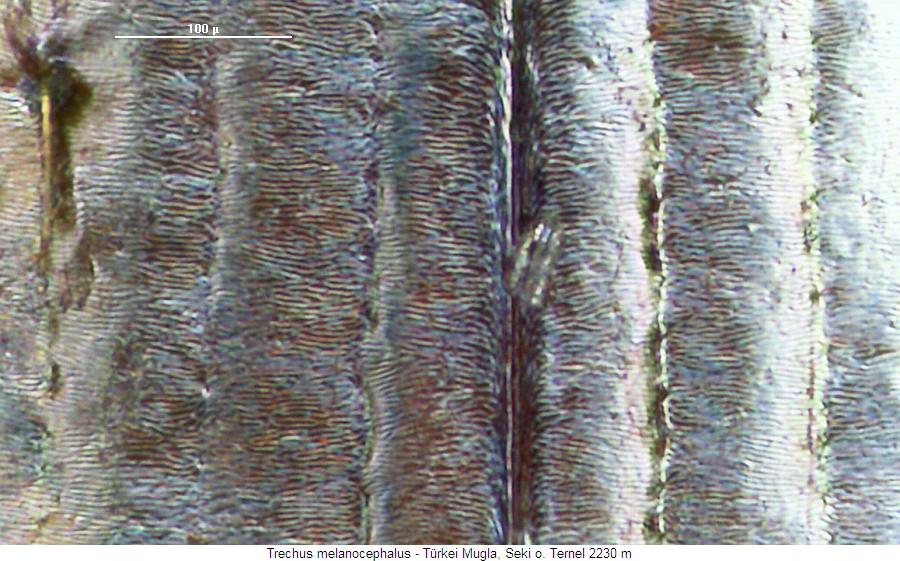 trechus_melanocephalus_ms.jpg