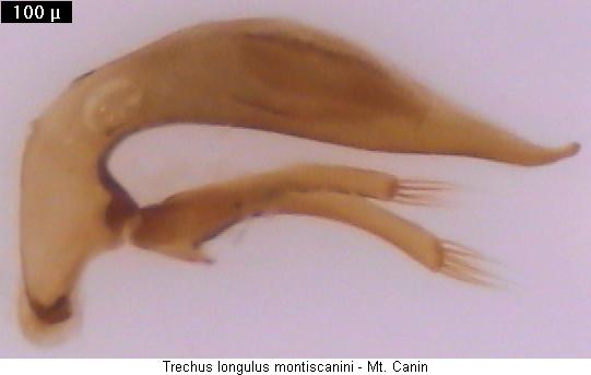 trechus_montiscanini.jpg