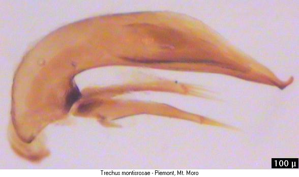 trechus_montisrosae.jpg