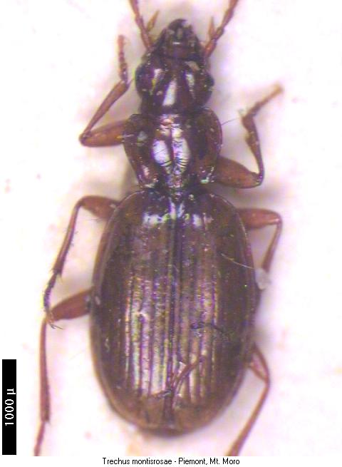 trechus_montisrosae_hab.jpg