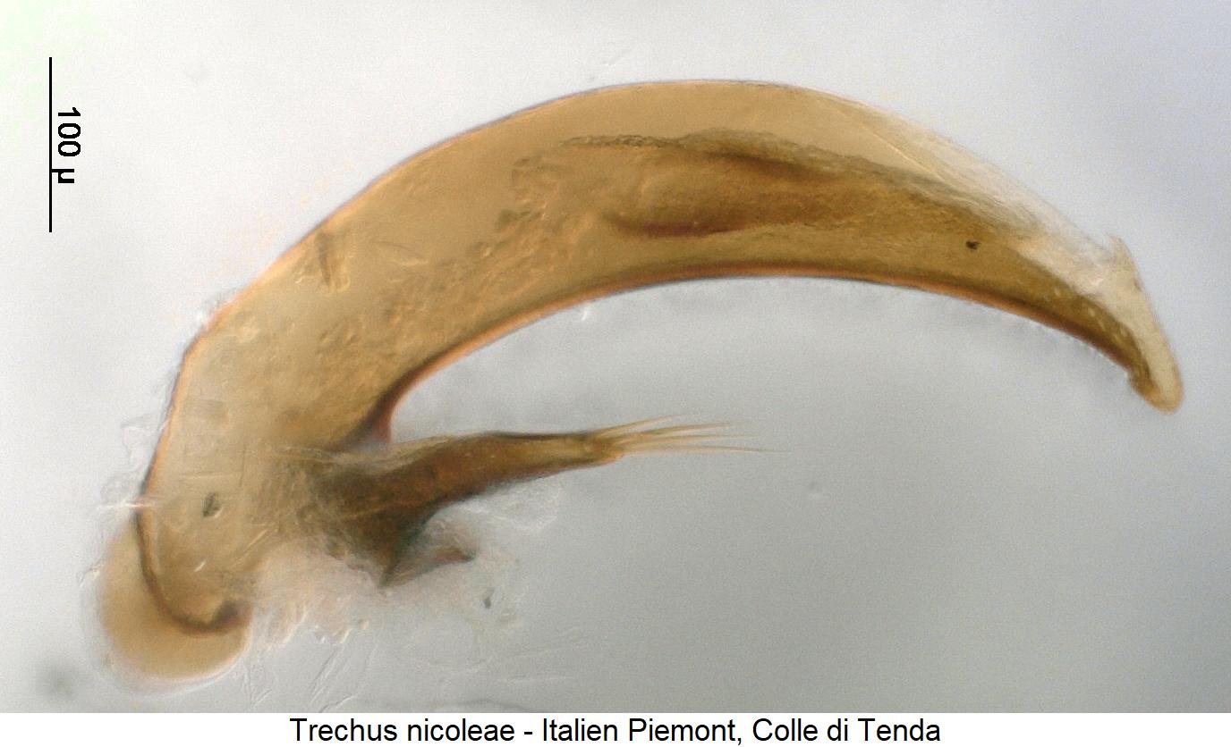trechus_nicoleae.jpg