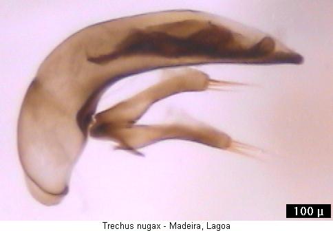 trechus_nugax2.jpg