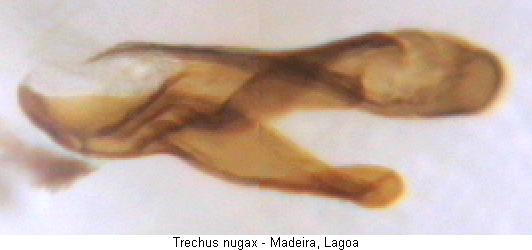 trechus_nugax_pc.jpg