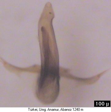 trechus_pamphylicus_as.jpg