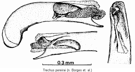 trechus_pereirai.gif