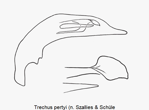 trechus_pertyi.gif