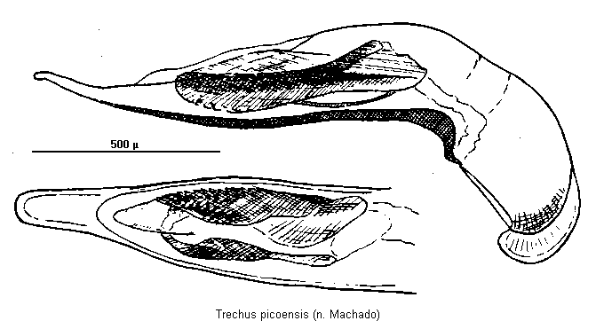 trechus_picoensis.gif